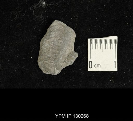 Eldredgeops rana