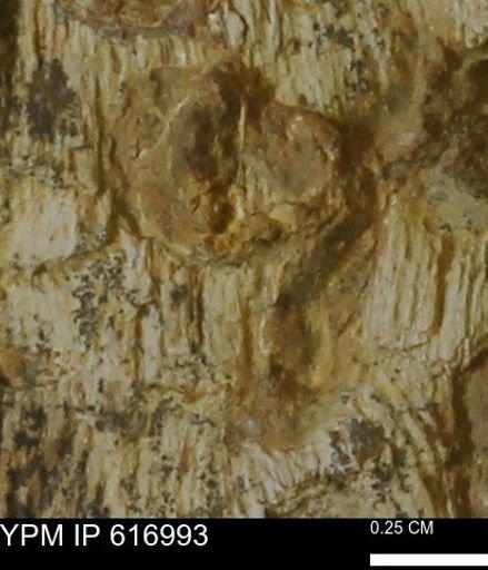 Teredo sp.