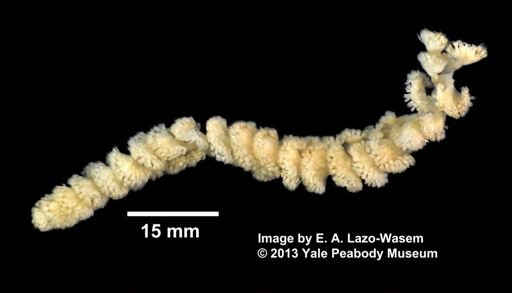 Alcyonacea