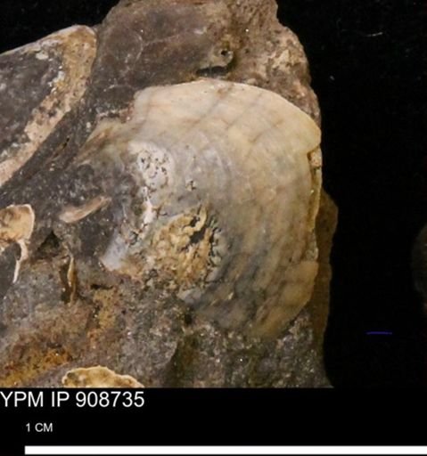 Protocardia sp.