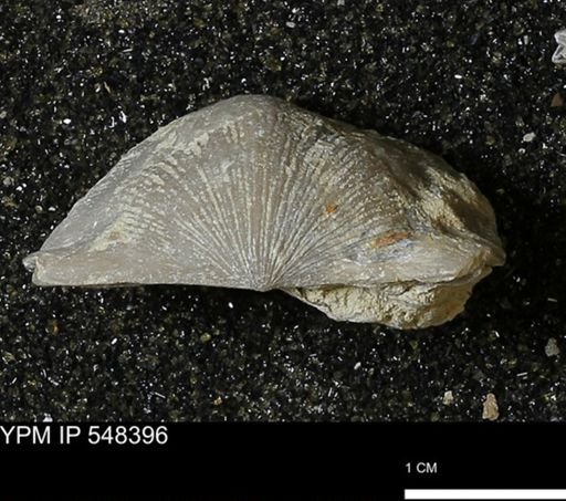 Stropheodonta callawayensis