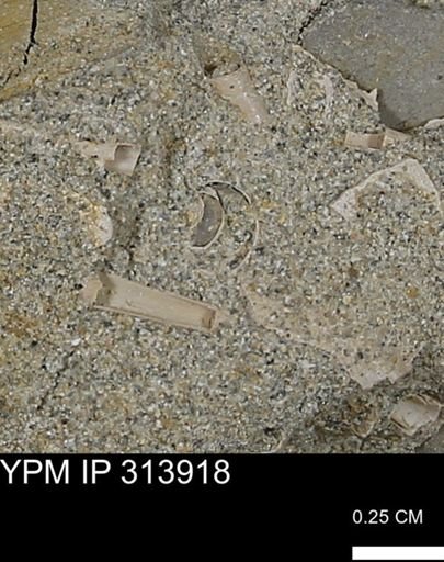 undet. Gastropoda