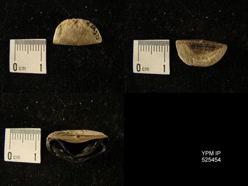 Sowerbyella sp.