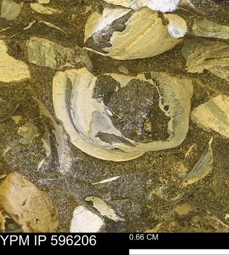 Limopsis striatopunctatus