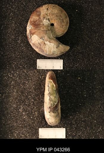 Hoploscaphites nicolletii