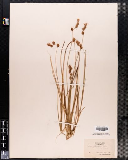 Carex hormathodes