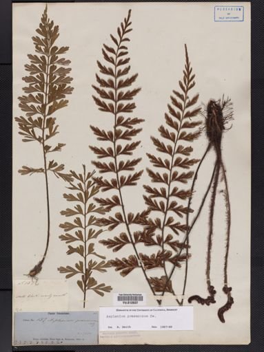 Asplenium