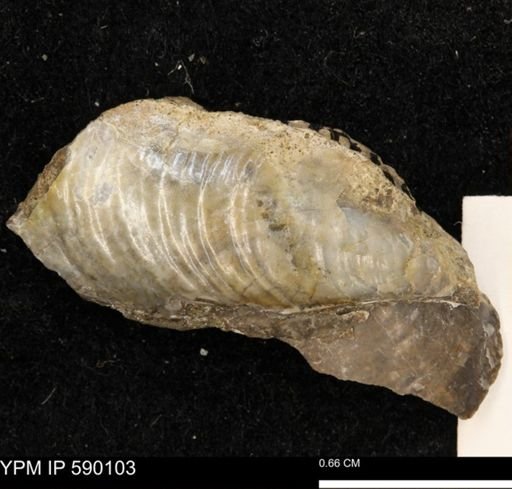 Tenuipteria fibrosa