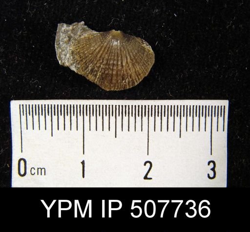 Glyptorthis sp.