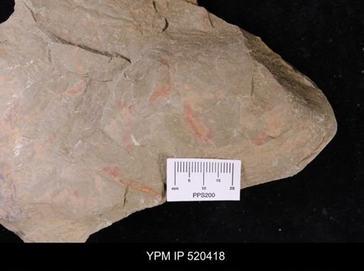 undet. Ichnofossil
