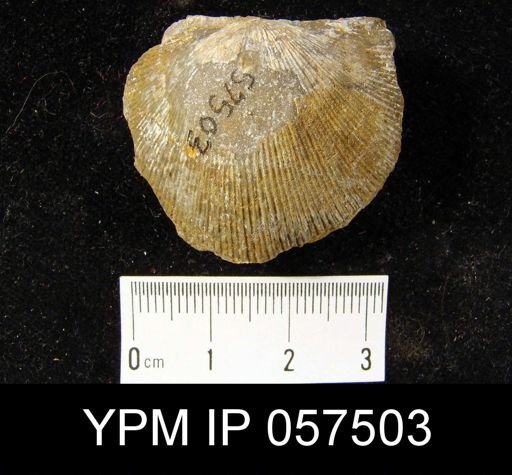 Schuchertella woolworthana