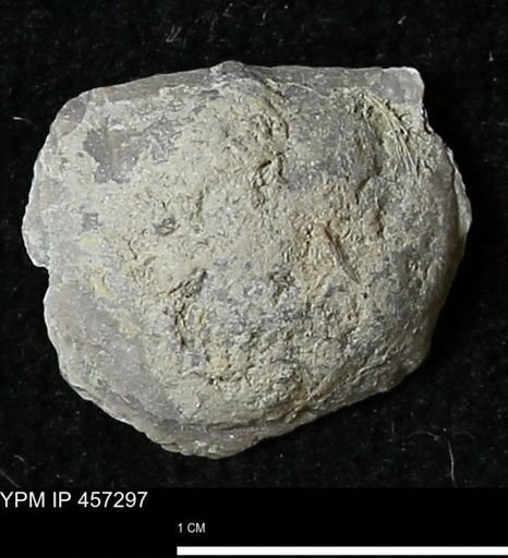 Pholidostrophia iowaensis