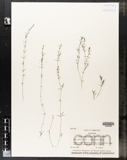 Najas guadalupensis