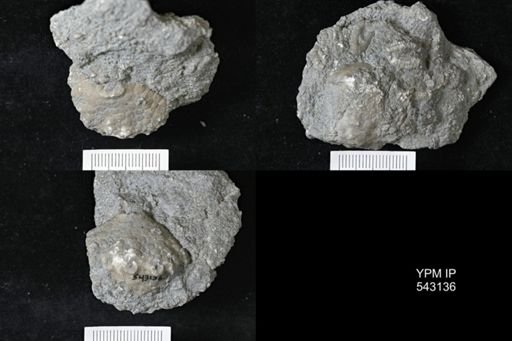 Megistocrinus sp.
