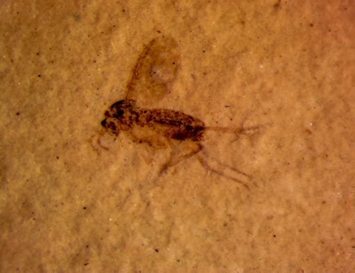 undet. Diptera