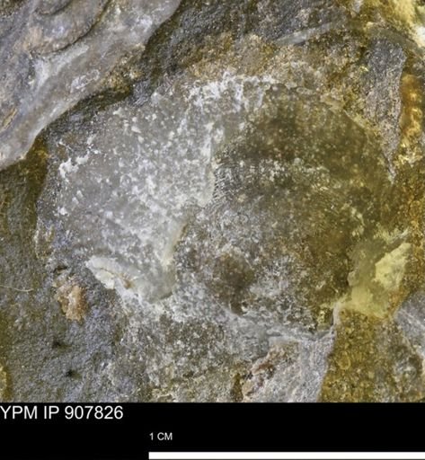 Oxytoma (Hypoxytoma)?