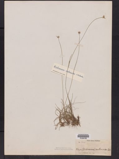 Plantae