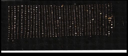 Foraminiferida