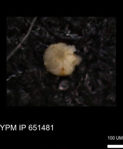 undet. Foraminiferida