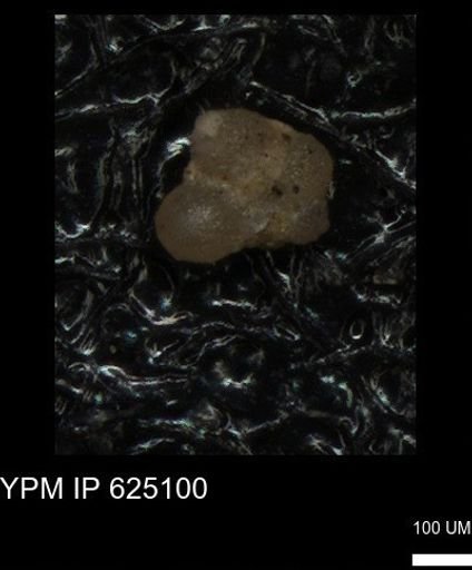 undet. Foraminiferida