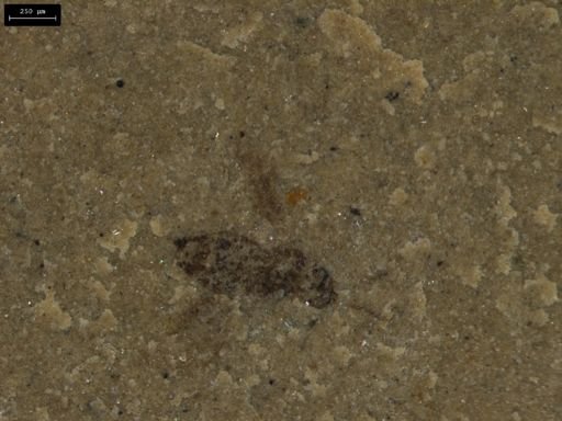 undet. Diptera