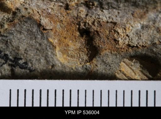 Goniobasis tenuicarinata
