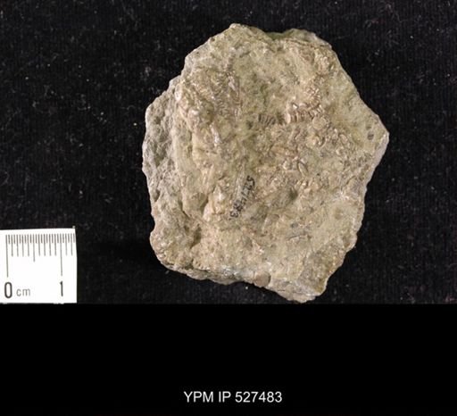 Iocrinus subcrassus