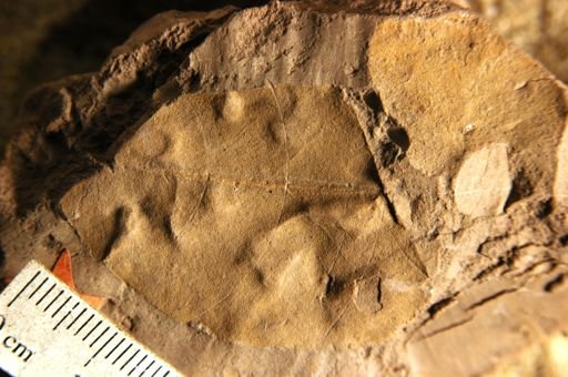Sapindus marylandicus