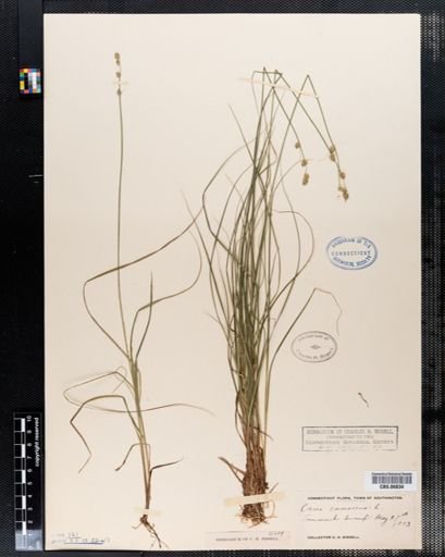 Carex canescens