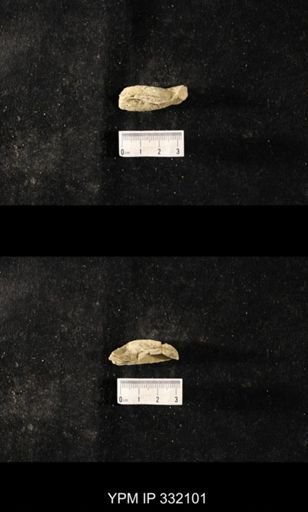 undet. Bryozoa