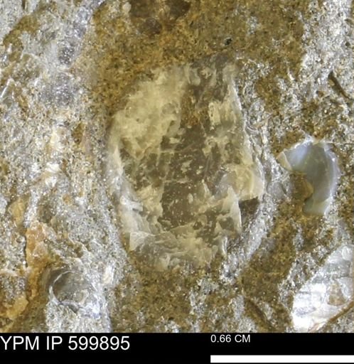Ostreidae?