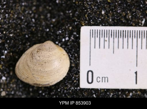 Limopsis striatopunctatus