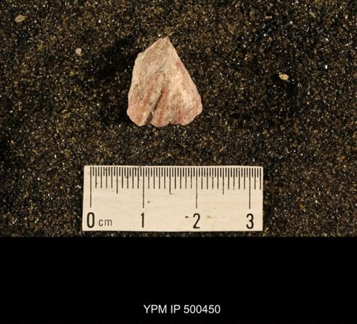 Enteletes plummeri