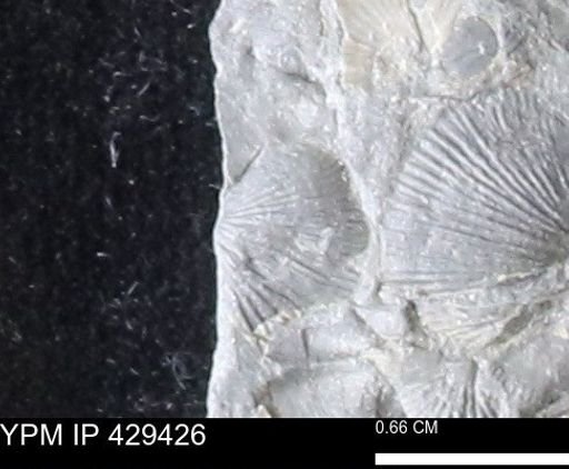 Devonochonetes scitulus