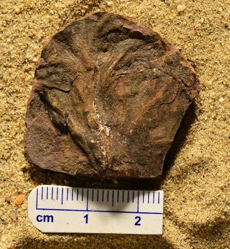 Aphlebia