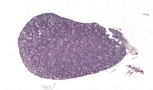 Rana clamitans