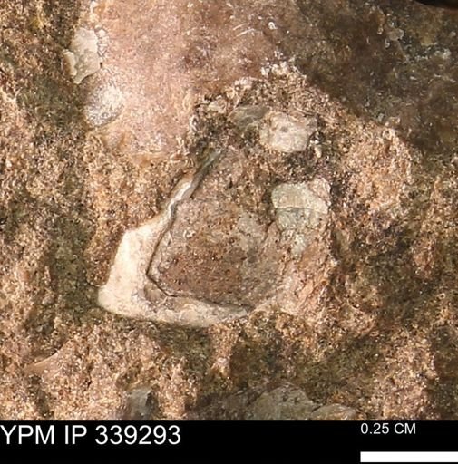 undet. Mollusca