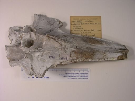 Acrodelphis bakersfieldensis