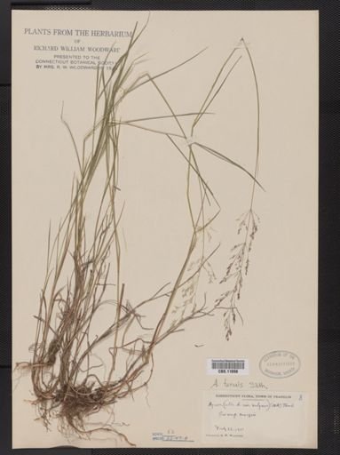 Agrostis capillaris