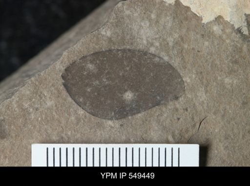 undet. Eurypterida