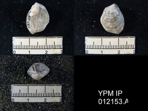 Dielasma sp.