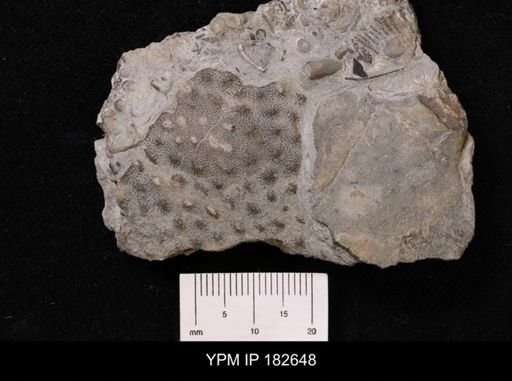 Stromatopora sp.