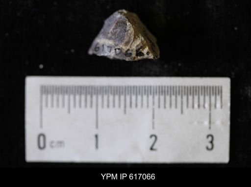undet. Bivalvia