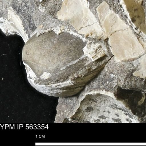 undet. Bivalvia