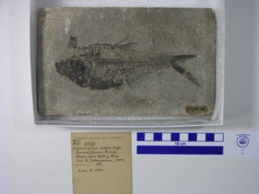 Diplomystus analis