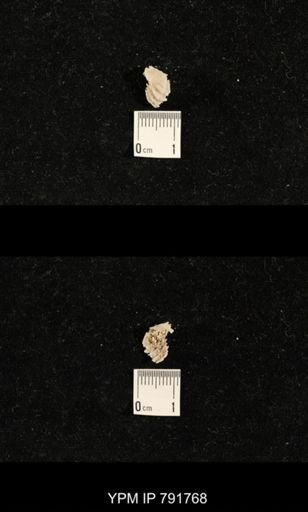 undet. Brachiopoda