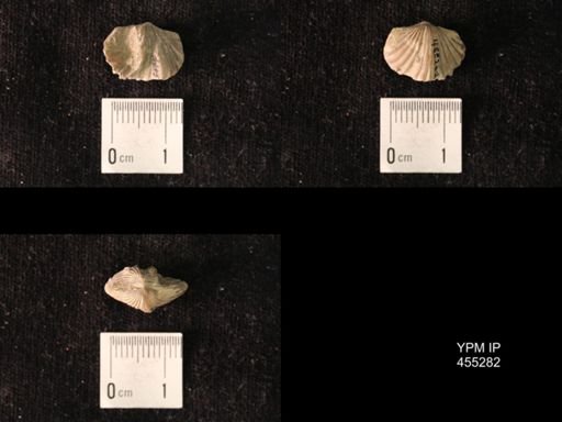 Platystrophia juvenes