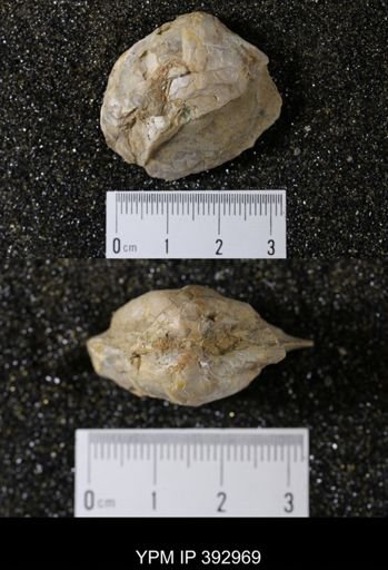 undet. Ammonoidea