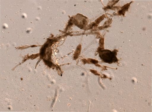 Bryozoa