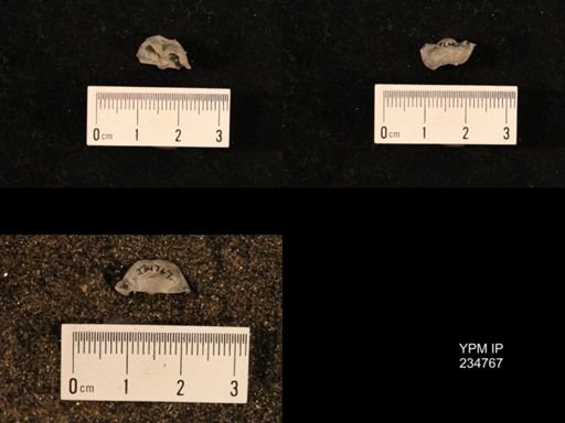 Marginifera splendens
